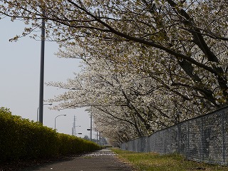 自動車安全運転センター19