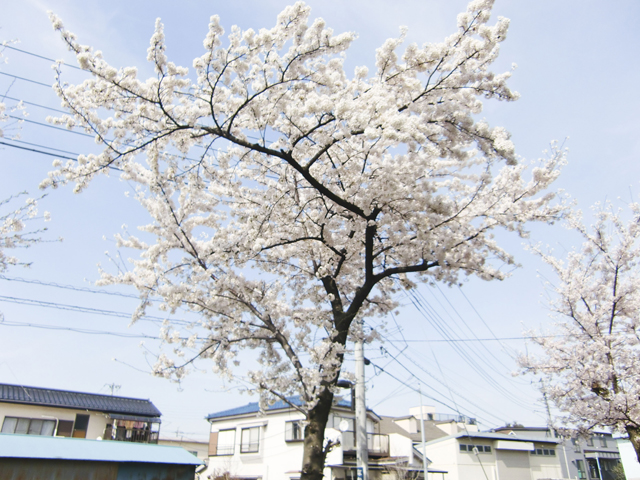 八潮市立 柳之宮小学校8