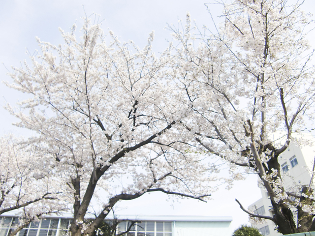 八潮市立 柳之宮小学校9