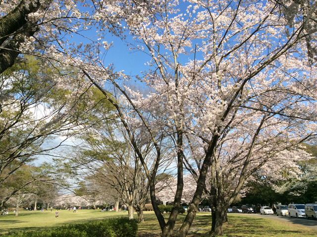 千葉平和公園（公営墓地）1