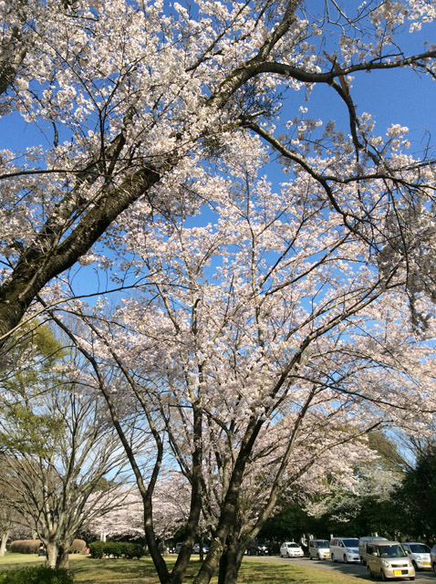 千葉平和公園（公営墓地）5