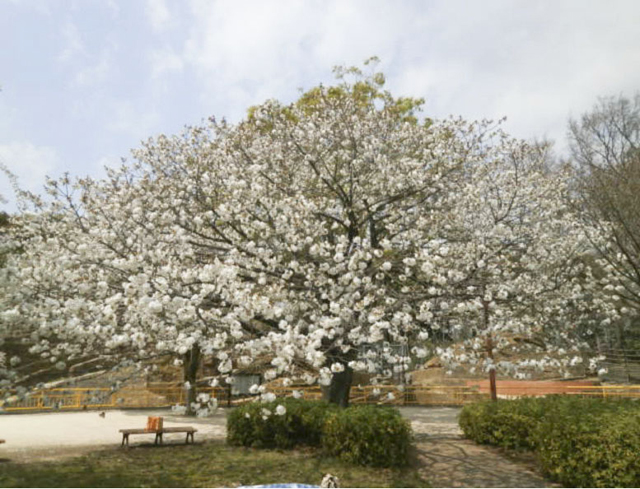 千葉市動物公園4