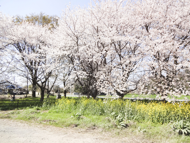 旧藤岡市役所14