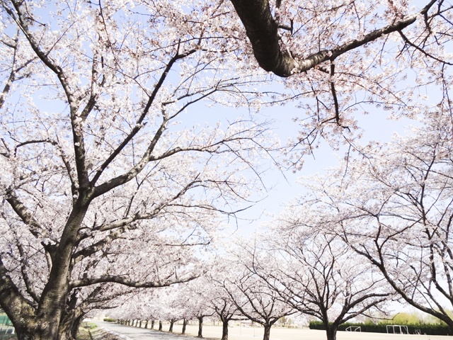 渡良瀬運動公園7