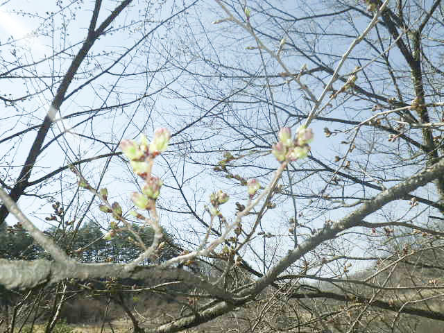 四賀村ビューティフルパーク（菅ノ田公園）3