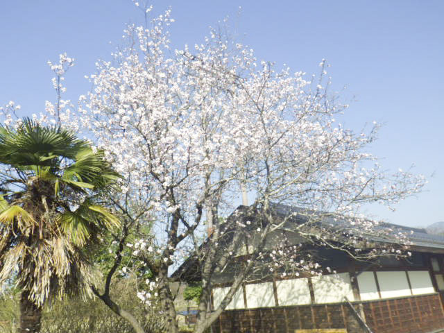 喬木村運動公園1