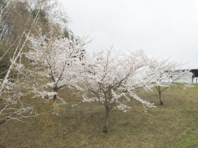 道の駅 小坂田公園2