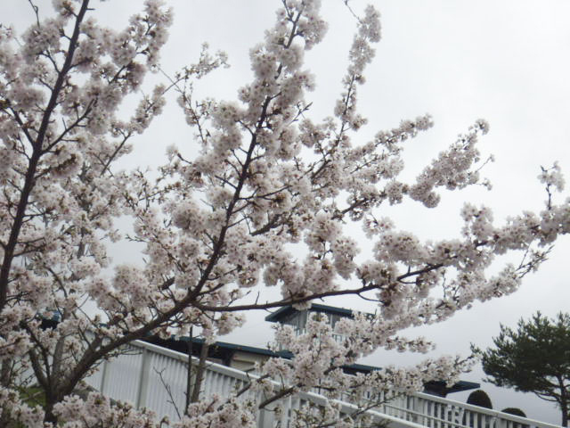 道の駅 小坂田公園3