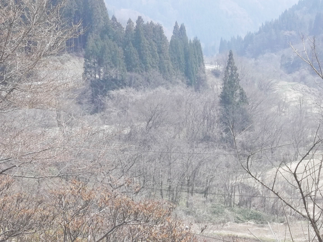 林道 岩井堂峠沿線1