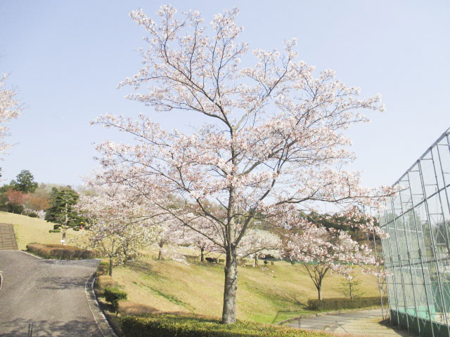 半布ヶ丘公園2