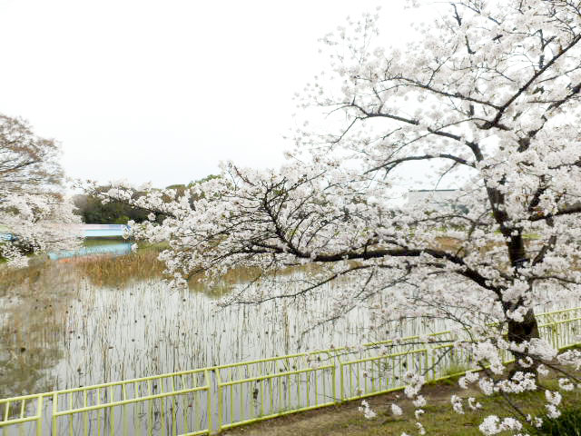 大阪市立 長居植物園1