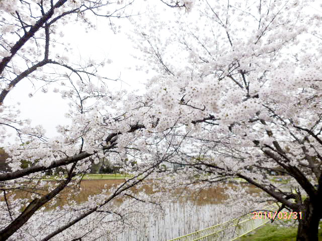 大阪市立 長居植物園10