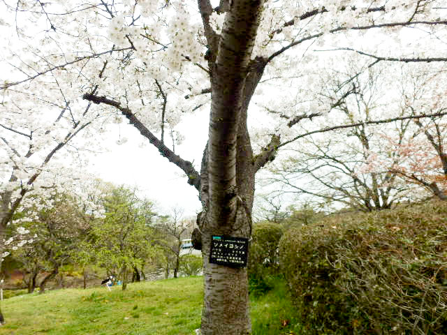 大阪市立 長居植物園4