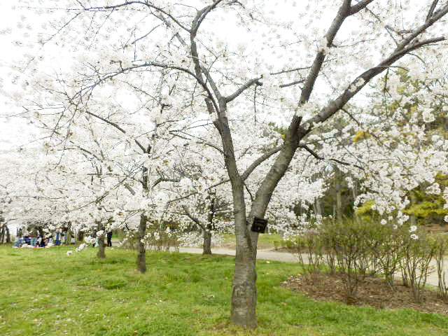 大阪市立 長居植物園5