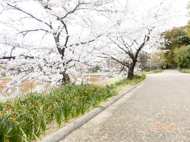 大阪市立 長居植物園8