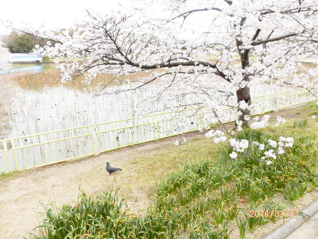 大阪市立 長居植物園9