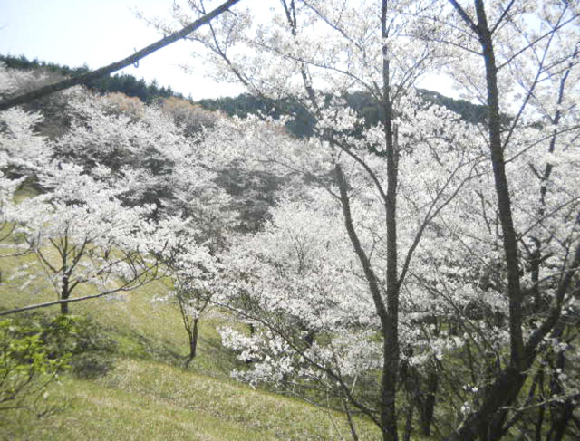 日置町総合運動公園 いこいの森1