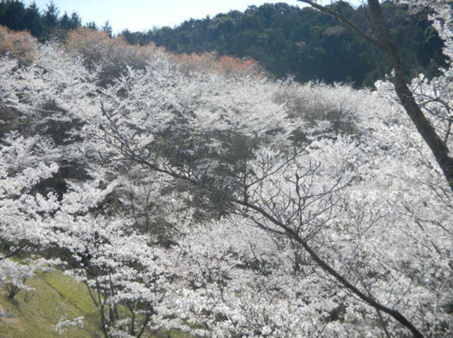 日置町総合運動公園 いこいの森2