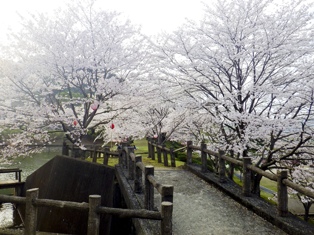 宇和運動公園6