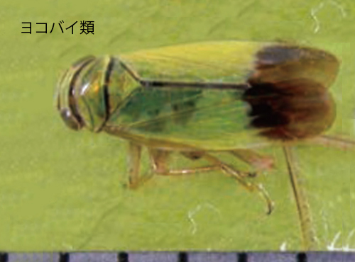 工場害虫名鑑 ウンカ類