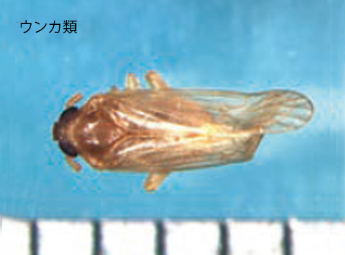 工場害虫名鑑 ヨコバイ類
